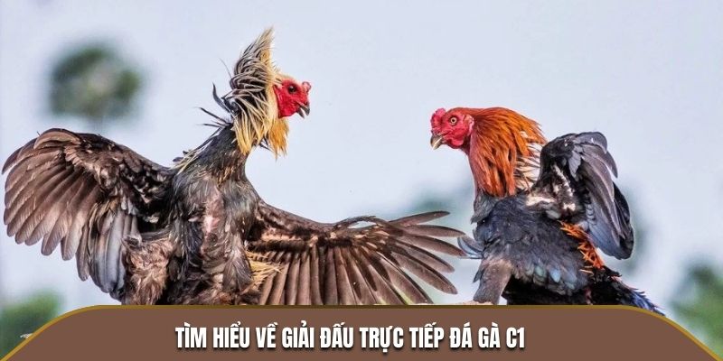 Tìm hiểu về giải đấu trực tiếp đá gà C1