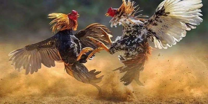 Quy tắc thắng thua trong trận đấu được quy định rõ ràng