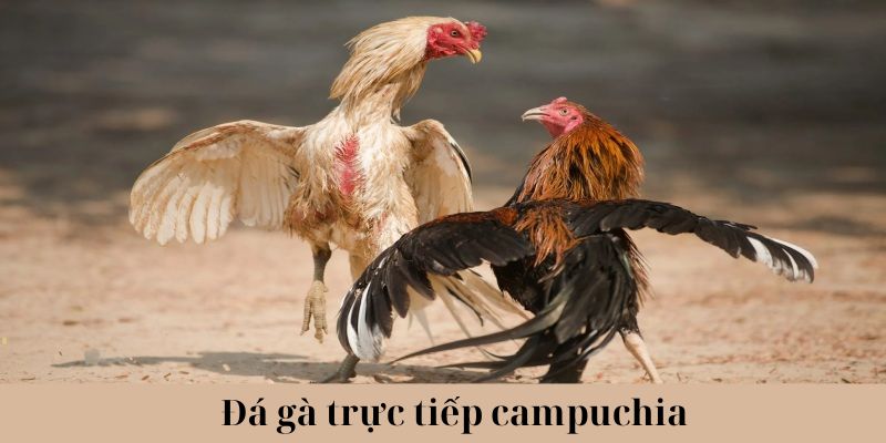 Tổng hợp những thông tin thú vị về đá gà trực tiếp campuchia