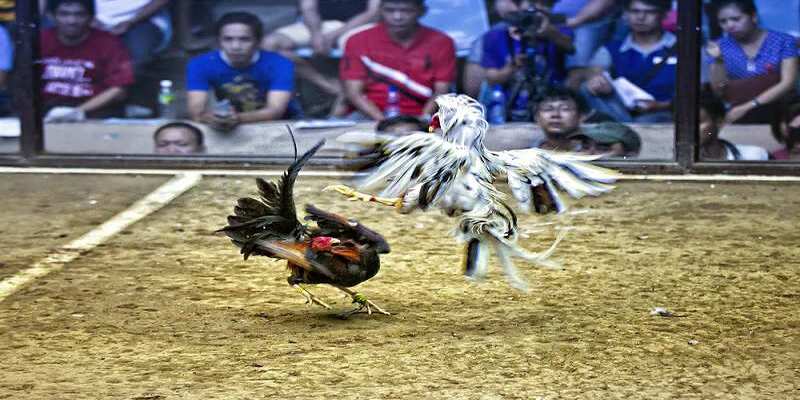 Đôi điều tổng quan về trường gà Thomo