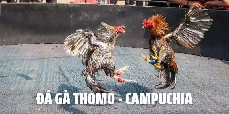 trường gà Thomo